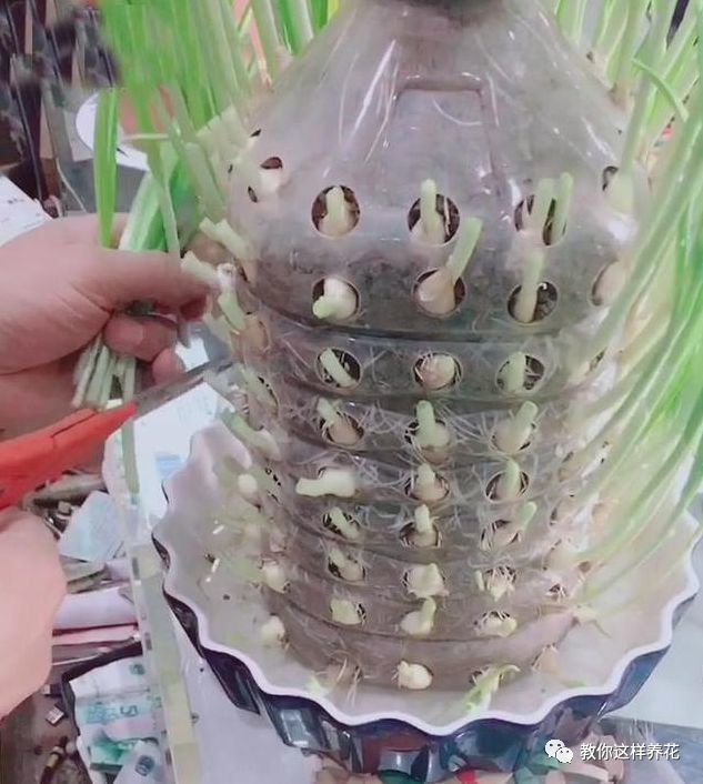 塑料瓶|巧用塑料瓶种大蒜洋葱，1个桶种一大片，吃都吃不完！