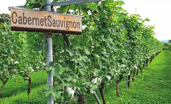 日本农业|日本农业：为什么走在世界农业的前沿？