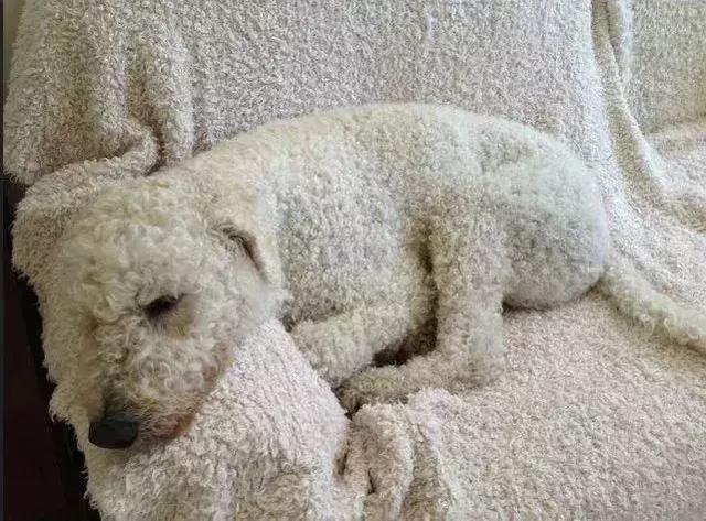 狗狗跟主人玩捉迷藏,使出一招地毯隐身术谁都找不到