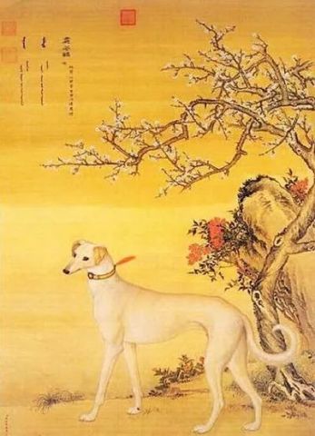 二郎神的哮天犬究竟是什么品种 腾讯网