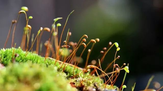 苔花如米小 也学牡丹开 苔花 孤独