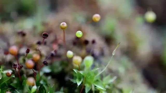 苔花如米小 也学牡丹开