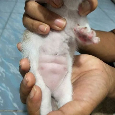 小奶猫天生自带八块腹肌,再看看自己,肚子上只有肥肉