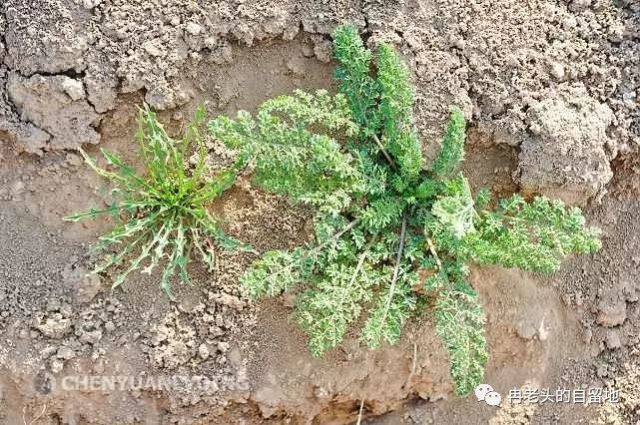 菏泽这种野菜:正月二月如金银,三月四月成草介