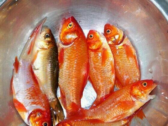 听说中国人不吃金鱼是么?让你看看