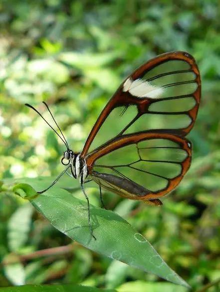 美丽的透翅蝶!
