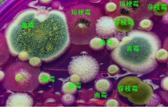 你能分辨平板上生长霉菌吗常见霉菌形态描述及典型菌落图片汇总