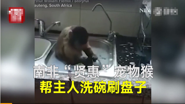 这只猴子厉害了!每天帮主人洗碗网友:老公跟我9年了,也不会洗碗!