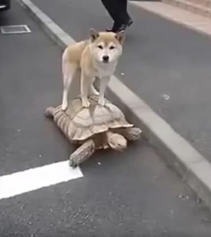 看完西游记狗狗骑龟要去取经,龟:你也不是那个猴啊!