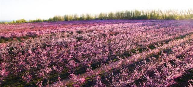 定了石河子第15届桃花节4月16日盛大开幕