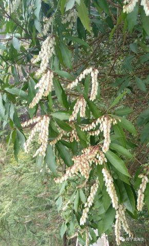 马醉木(拉丁学名:pierisjaponica)别名:梫木,兴山马醉木,红蜡烛,闹