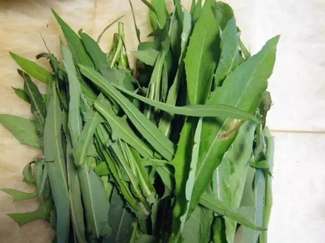 现在麦地里这种杂草也有人吃