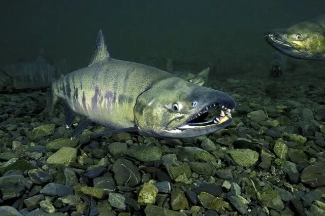 大马哈,跳龙门,来年风调雨又顺!--来了解《熊出