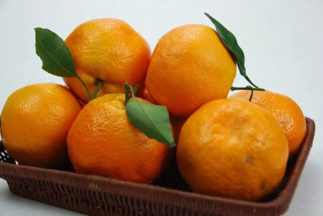 春见or不知火?耙耙柑or丑柑?傻傻分不清,还好