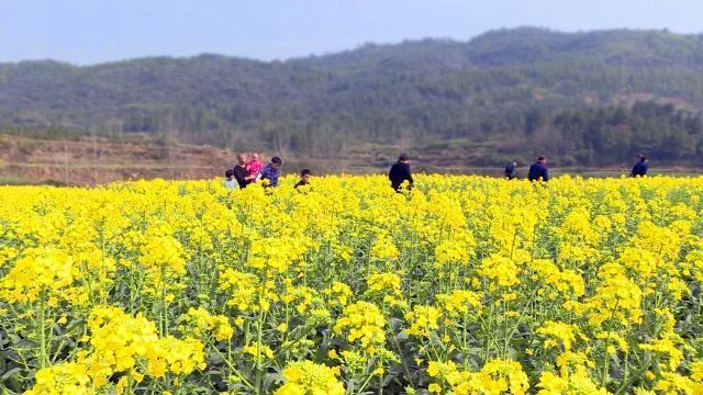 邵阳长乐乡15万亩油菜花绚丽绽放大批游客来踏青