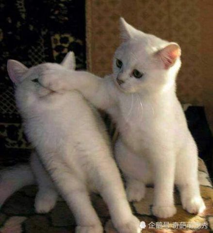 有一种毛病叫"猫病",治不了!你中招了吗?