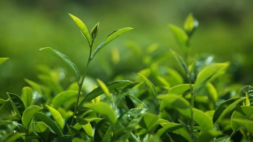 植树节:种一棵茶树,喝一壶好茶