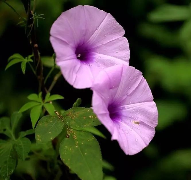 花开绚烂 五爪金龙花 腾讯新闻