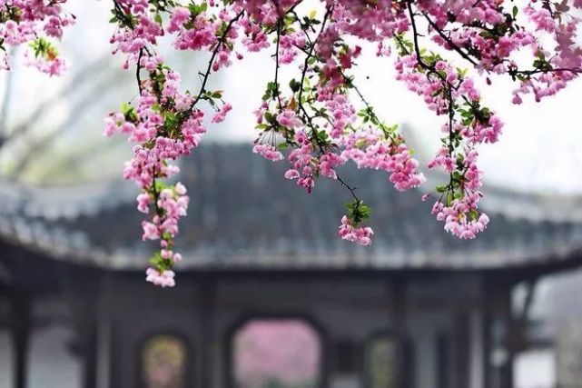 春天来了 你还傻傻分不清桃花 杏花 樱花 梨花 李花 海棠花 樱花 李花 梅花