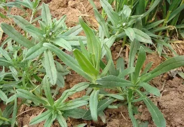 面条菜,叶状似食用的面条,全草及嫩茎叶入药,有润肺止咳,凉血止血功效