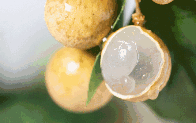 二十四节气|蒹葭|龙眼|大禹