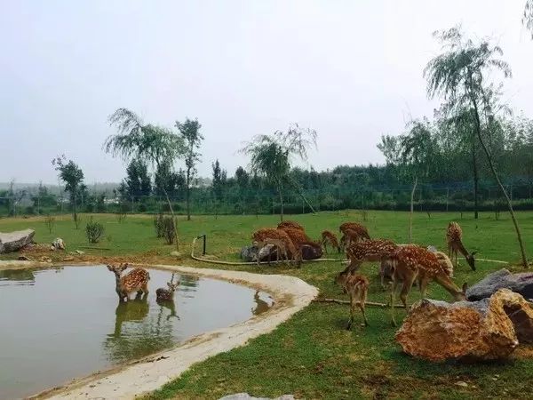 雅文虎山 景區地址:汝陽縣陶營鎮大虎嶺農業公園雅文虎山溫泉園區