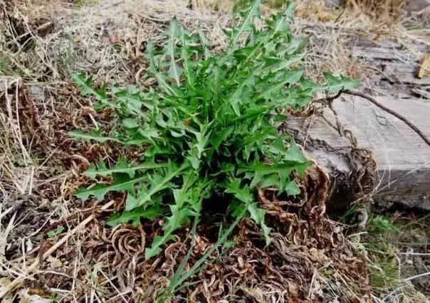 野菜|这几天，城里人都往农村跑！这是干啥呢？