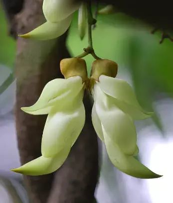 南方景禾雀花 亚洲 旅游 白花油 中国南方 雀儿 禾雀花