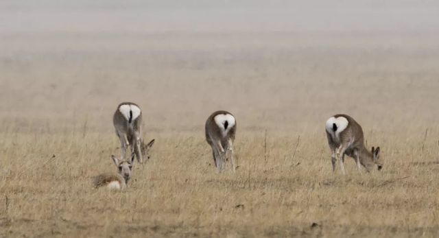 狼来了,距离我们5米远!