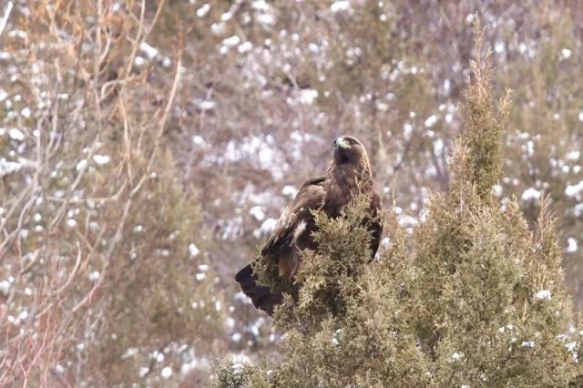 狼来了,距离我们5米远!