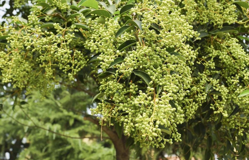 农村树上长的一种葡萄,能补肾养肝,名字却很