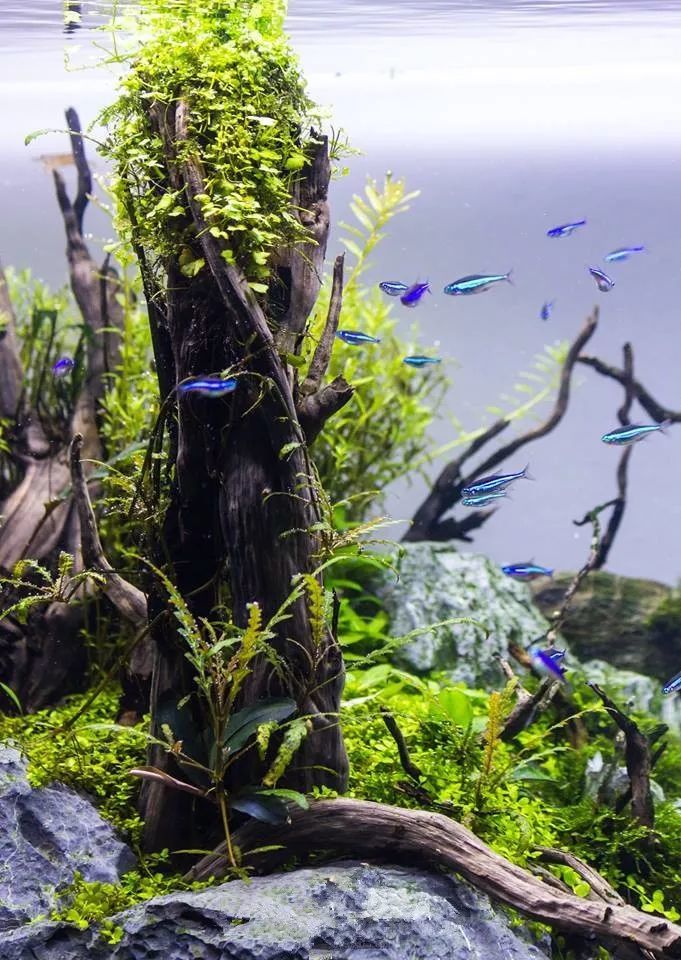 120cm草缸造景欣赏,一段崎岖的山路