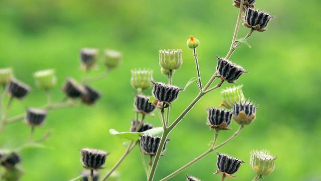 苘麻,又叫椿麻,车轮草等,属于一年生亚灌木草本,每年的花期在7-8月