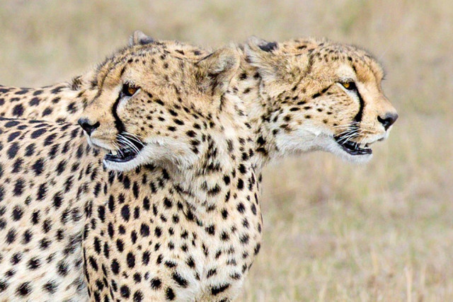 难以置信的"双头猎豹"?摄影师在肯尼亚拍下奇妙瞬间