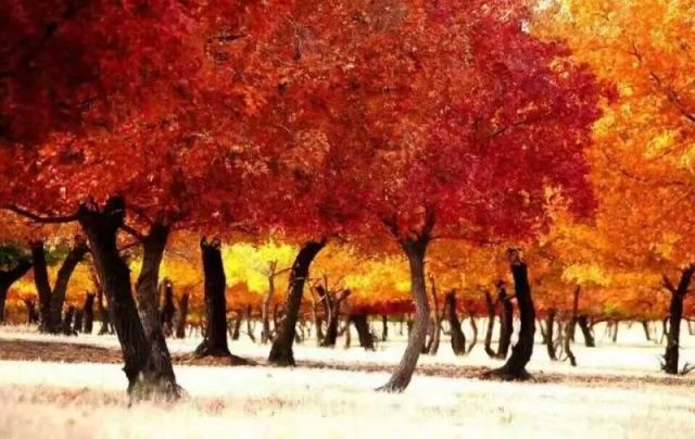 保费贷保证保险与信保+