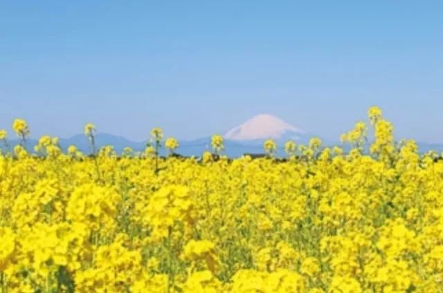 这不是我认识的富士山 2天一夜吐血整理 腾讯网