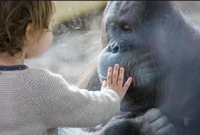 奥地利公园小女孩与猩猩"斗表情包"走红,引得路人捧腹大笑