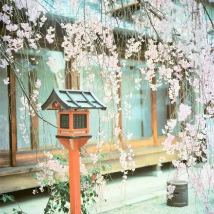 日本冷门赏樱地带:不想人比花儿多,请往这儿走