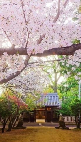 日本冷门赏樱地带:不想人比花儿多,请往这儿走