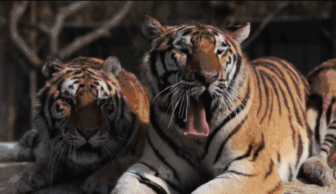 哼哼哼,怕了吧!