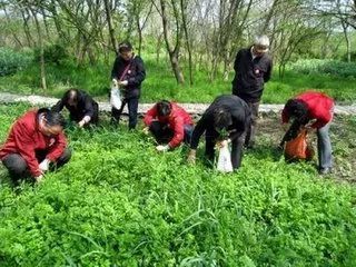 野菜|这几天，城里人都往农村跑！这是干啥呢？