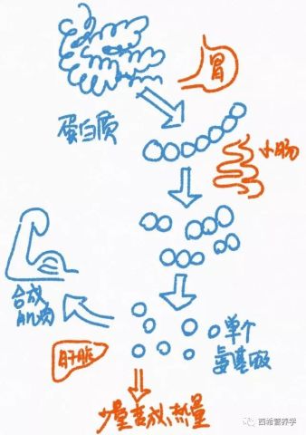 1卡路里=1卡路里?不要落入卡路里陷阱