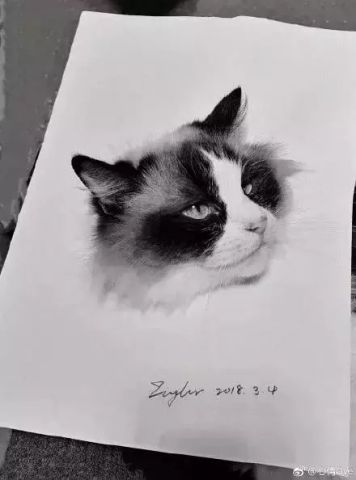 铲屎官在一本正经画猫咪,我真是信了你的邪了