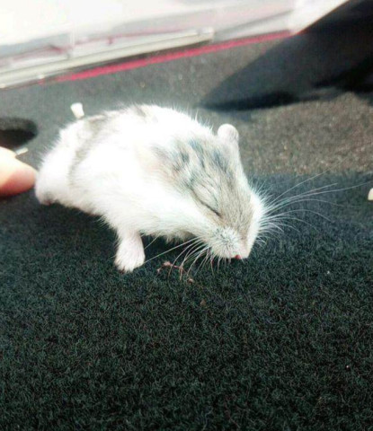 主人嫌弃仓鼠脏,拿着喷头对着仓鼠一顿猛冲,结果发现仓鼠很不对劲!