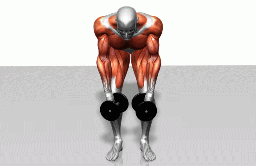 哑铃外展 双臂夹紧身体两侧,收我哑铃锤子大臂,往外展开,到达顶峰