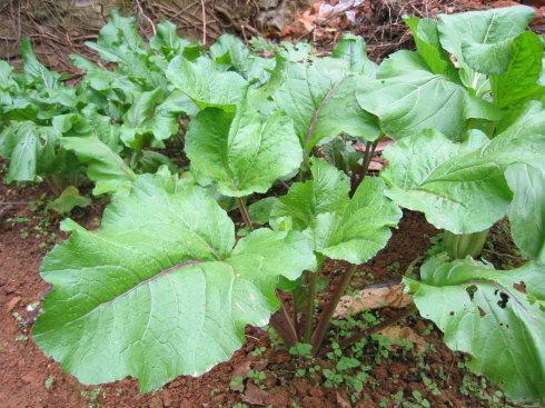这种菜长在田地里 农村人也不一定认识 但是说名字你肯定吃过