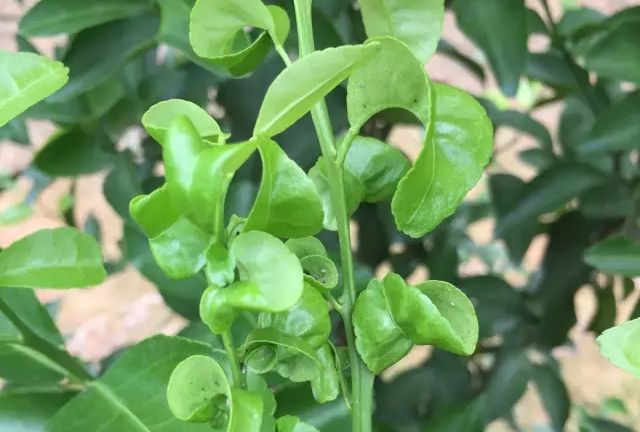 柑桔缺硼的危害及治疗方法