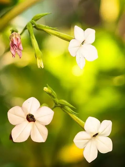 嬌豔欲滴菸草花