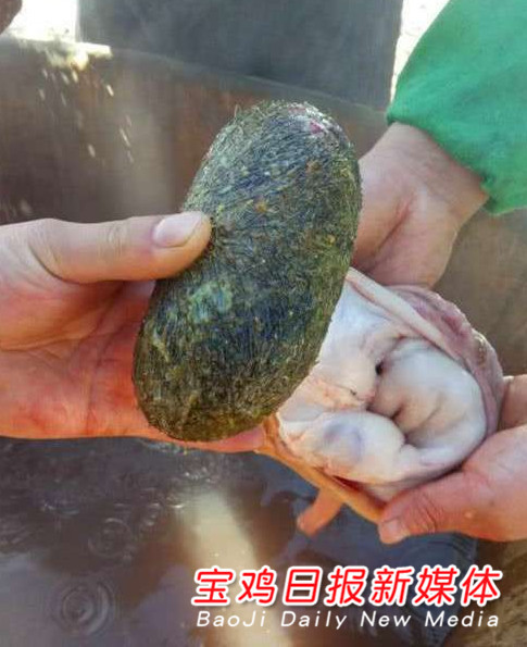 看图看图↓↓↓结果在猪胃里发现一个"猪宝"杀了一