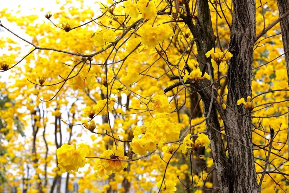 梧州这里的黄金花海曾登上央视,再过几天又将